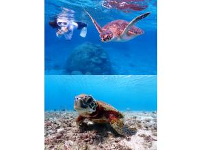 【宮古島/2ビーチ】貸切2ビーチシュノーケリングツアー！ウミガメ遭遇率100%！ウミガメ・ニモ・珊瑚をご案内！