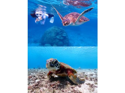 【宮古島/2ビーチ】貸切2ビーチシュノーケリングツアー！ウミガメ遭遇率100%！ウミガメ・ニモ・珊瑚をご案内！の画像