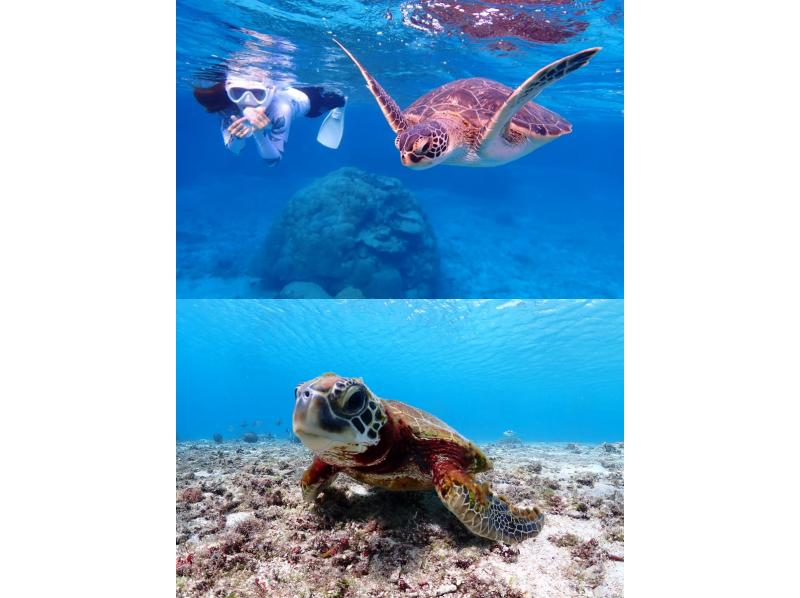 SALE！【宮古島/2ビーチ】貸切2ビーチシュノーケリングツアー！ウミガメ遭遇率100%！ウミガメ・ニモ・珊瑚をご案内！の紹介画像