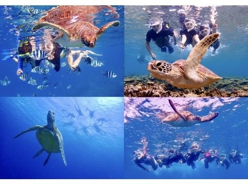 【沖縄県・石垣島】☆5年連続ウミガメ遭遇率100%達成☆6年目も100%継続中☆ウミガメシュノーケリング☆ 【沖縄県・石垣島】☆5年連続ウミガメ遭遇率100%達成☆6年目も100%継続中☆ウミガメシュノーケリング☆