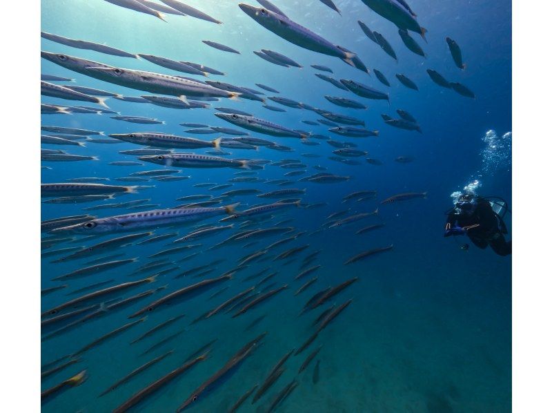 [Near American Village] 1 dive! Chatan boat experience diving! Free video and photo gift!