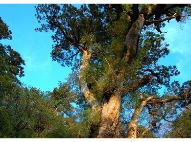 【鹿児島・屋久島】縄文杉登山~迫力の縄文杉と大自然を体感できる膨大コース~健脚者向き(早朝発・1日)