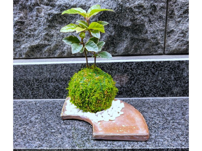 newプラン 「器」で映える☆季節の苔玉づくり♪
