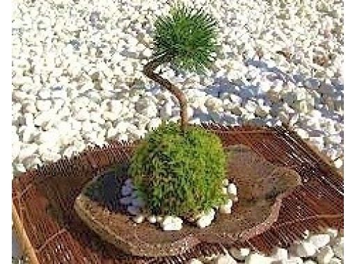 【東京・新宿御苑前駅】苔玉のいろはを学ぶ講座(全３回コース) 第2回目以降の申し込みの画像