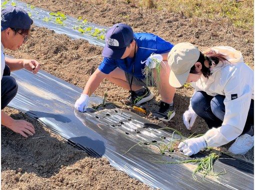 [Chiba, Sotobo] Vegetable harvesting experience and farm lunch♪ ~ Experience real farming in a rural setting, and after the experience, enjoy a vegetable-filled lunch at a traditional Japanese cafe ~の画像