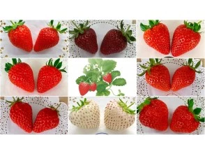 [長野/輕井澤]高級草莓採摘全套課程★全部8個品種確認x 60分鐘x免費補充煉乳x自己採摘的草莓紀念品♪の画像