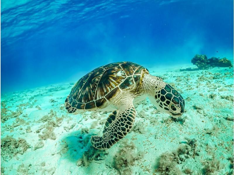 [Okinawa, Miyakojima] [Classic] If you don't see any sea turtles, you get a full refund! Sea turtle snorkeling tour ★ No additional fees ★ Free photosの紹介画像