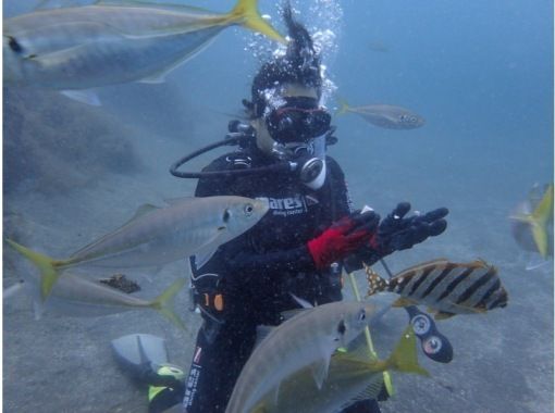 SALE! [Shizuoka City, Numazu, Nishiizu, Osezaki] Beginners welcome! Trial diving Enjoy diving in the Izu sea where many fish live Underwater photo dataの画像