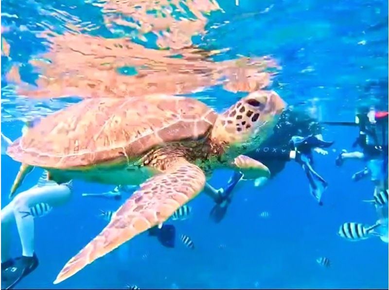 【石垣ブルーを満喫 ウミガメ99.9継続中】青の洞窟＆星砂・クマノミ・お魚たちとシュノーケル！《写真・器材・送迎無料》
