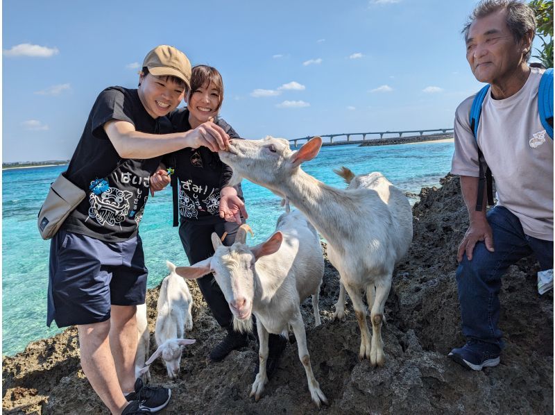 【沖縄・宮古島／来間島】島人けんちゃん＆ヤギたちと来間島をさんぽしようの紹介画像