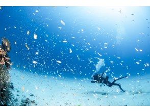 【水納島・瀬底島】 ボートファンダイビング2本　(ライセンス所持者) 写真・動画無料プレゼント