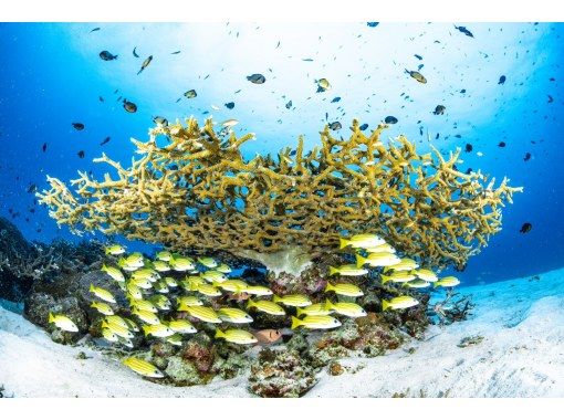 【水納島・瀬底島】 ボートファンダイビング2本　(ライセンス所持者) 写真・動画無料プレゼントの画像