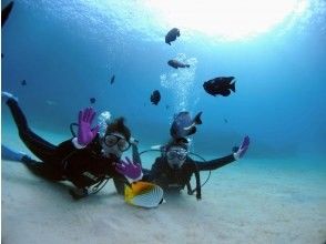 [Okinawa, Minna Island, Sesoko Island, Experience Diving] Gather empty-handed and enjoy a relaxing afternoon on a chartered boat for one guided diving experience!