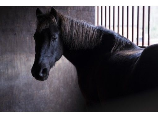 [Hokkaido, Sapporo] Horse Dialogue Program for Young ~Special program for people in their teens and twenties to get to know themselves~ *No horse riding includedの画像