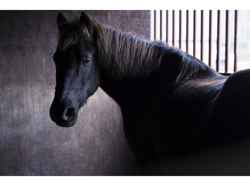 [Hokkaido, Sapporo] Horse Dialogue Program for Young ~Special program for people in their teens and twenties to get to know themselves~ *No horse riding includedの紹介画像