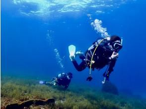 [Shizuoka/Izu/Osezaki] Fun diving in a world-famous location ~ <Beginners, solo divers, and veteran divers are all welcome> Safe and secure small group system ♪
