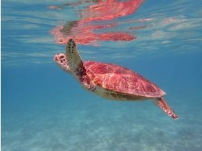 Amami Oshima Sea Turtle Snorkeling Tour (for elementary school students to people in their 70s) The snorkeling spot is located at Yoan Beach in front of the Kazbo shop. Convenient, safe and secure