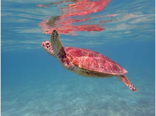 Amami Oshima Sea Turtle Snorkeling Tour (for elementary school students to people in their 70s) The snorkeling spot is located at Yoan Beach in front of the Kazbo shop. Convenient, safe and secureの画像