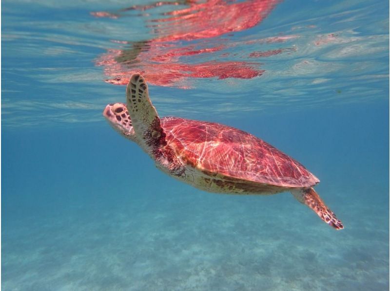 Amami Oshima Sea Turtle Snorkeling Tour (for elementary school students to people in their 70s) The snorkeling spot is located at Yoan Beach in front of the Kazbo shop. Convenient, safe and secureの紹介画像