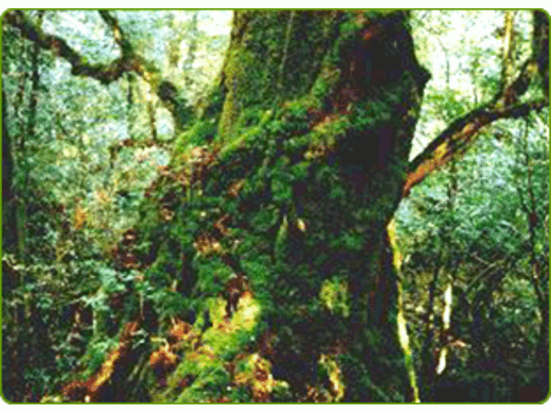 【鹿児島・屋久島】白谷雲水ツアー!映画のモデルになった場所へ「原生林一周コース」1名様歓迎!(日)