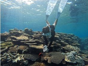 [Okinawa, Sesoko Island] Skin diving at Sesoko Island, where sea turtles live! Get up close and personal with the impressive coral reefs ♪ Beginners welcome! Free 4K camera filming!