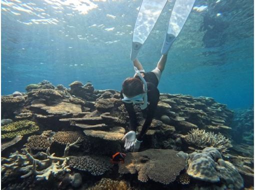 【오키나와·세소시마】 바다거북이 서 있는 세소섬에서 스킨 다이빙! 큰 박력의 산호초를 가까이에서 ♪ 초보자 환영! 4K 카메라 촬영 무료!の画像