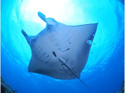 【石垣島・川平】完全少人数制の3ダイブコース！川平発ポイントまで近く船酔いも安心。カップルやお一人様歓迎。連日レンタル割引あり。の画像