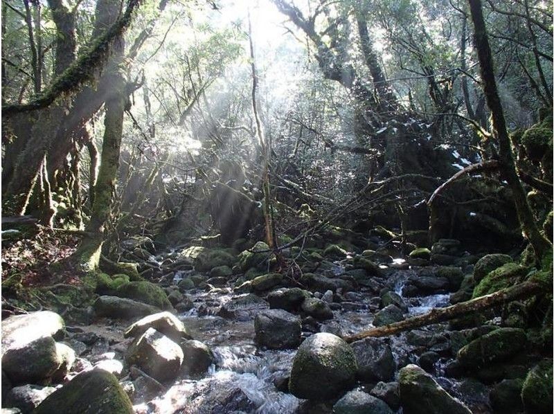 【鹿児島・屋久島】ヤクスギランドと紀元杉を独り占め「ヤクスギランドツアー」1名様歓迎!(1日)