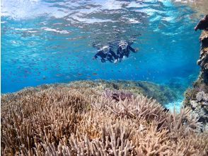 宮古島《完全貸切》自然の魅力が溢れる水中の楽園で【熱帯魚と珊瑚シュノーケリング】★当日予約OK！★高性能水中カメラで撮影！★撮影データ無料！