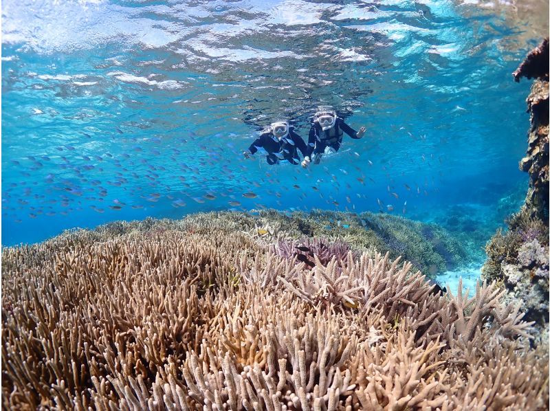 SALE！【宮古島】《完全貸切》自然の魅力が溢れる水中の楽園で熱帯魚と珊瑚シュノーケル★当日予約OK！の紹介画像