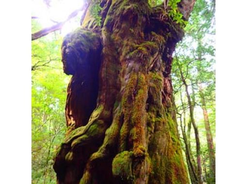 オンライン予約限定3%割引！【鹿児島・屋久島】自然豊かな