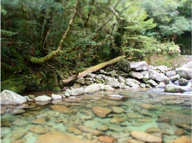 【鹿児島・屋久島】自然豊かなヤクスギランドへ!紀元杉にも立寄るヤクスギランドツアー2名様~(1日)