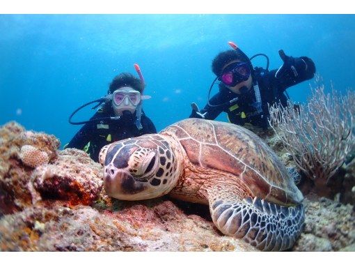 ウミガメ、マンタに会えるかも！1日で２ダイブ＆スノーケル【大満足の体験ダイビング in 石垣島】高画質の写真・動画無料プレゼント中！！の画像