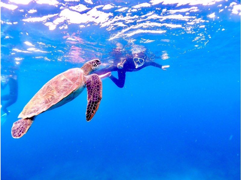 【沖縄・石垣島】大人気ウミガメシュノーケルツアーの紹介画像