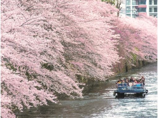 ガイド付き！目黒川桜トンネル貸切クルーズ ＆都内人気の桜スポットめぐりバスツアー　～都市センターホテルでのランチ付【029029‐1030】の画像