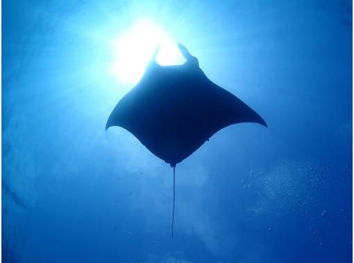 【沖縄県・石垣島】ファンダイビングコース　2diveの画像