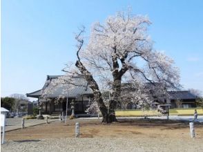 12年に1度の「猿島阪東観音開帳」参拝＆樹齢400年の江戸彼岸桜巡りバスツアー【029029‐1093】