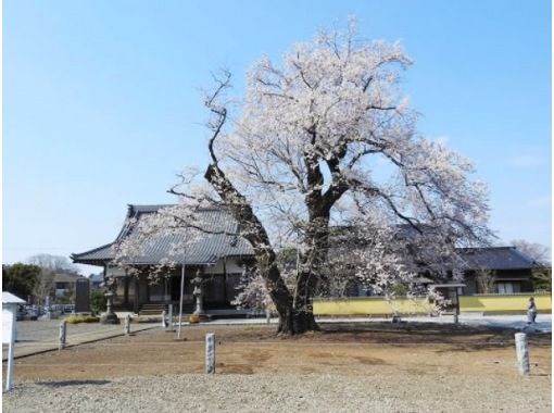 12年に1度の「猿島阪東観音開帳」参拝＆樹齢400年の江戸彼岸桜巡りバスツアー【029029‐1093】の画像