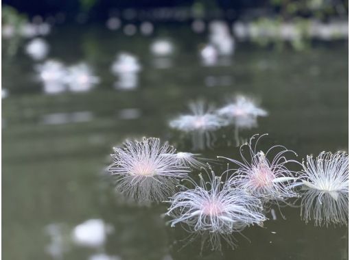 [西表岛/清晨]夜间盛开的花朵！萨加里巴纳观赏丛林徒步之旅[仅限四月至八月] ★免费照片★促销！の画像
