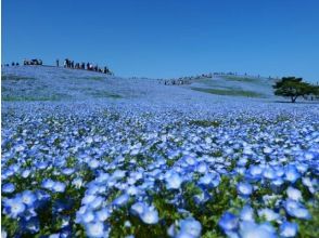 一面青の世界！ひたち海浜公園のネモフィラ＆1000匹のこいのぼりが舞う竜神大吊橋祭バスツアー ～幕の内弁当付～【029029-1191】