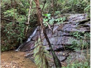 【沖縄県・やんばる】ワクワク沢下り　やんばるの森と水のジャングル探検！