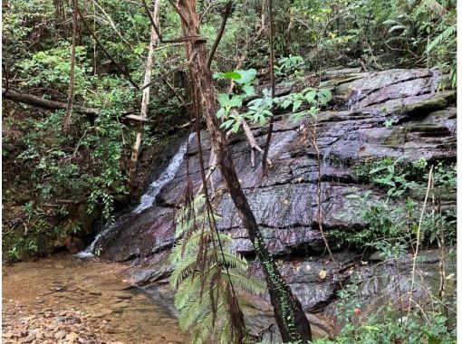 【沖縄県・やんばる】ワクワク沢下り　やんばるの森と水のジャングル探検！の画像