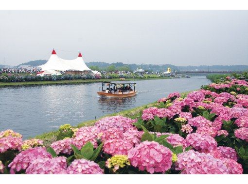 [Chiba/Narita] 6/9PM Tako Town Hydrangea Festival Guided Cycling Tourの画像