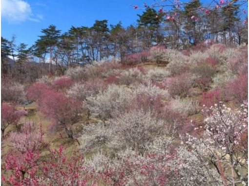 3000本のロウバイと170種の梅咲き誇る宝登山&冬の長瀞・こたつ舟乗船バスツアー～鮎めし・釜めし選べるご昼食付き【029029-1036】の画像