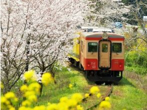 春の訪れ♪菜の花と桜の競演「いすみ鉄道」乗車&大多喜城にて桜鑑賞バスツアー～いすみ名物『伊勢海老』の御膳付き～【029029‐999】