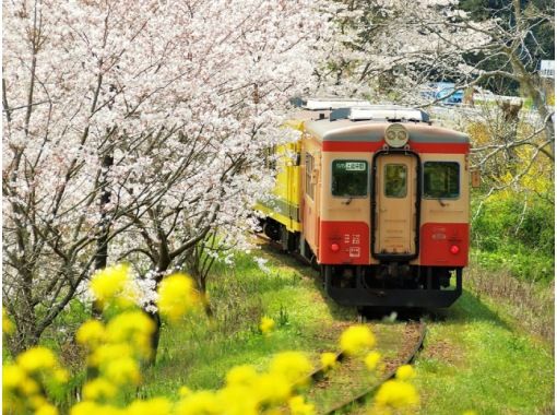 春の訪れ♪菜の花と桜の競演「いすみ鉄道」乗車&大多喜城にて桜鑑賞バスツアー～いすみ名物『伊勢海老』の御膳付き～【029029‐999】の画像