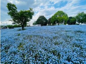 都内で楽しむ一面の青い絨毯ネモフィラ＆文京つつじ祭り＆花寺・西新井大師参拝バスツアー　～浅草老舗・十和田のご昼食付【029029‐1164】