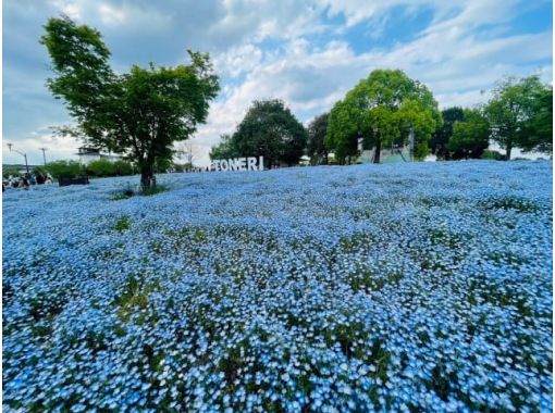 都内で楽しむ一面の青い絨毯ネモフィラ＆文京つつじ祭り＆花寺・西新井大師参拝バスツアー　～浅草老舗・十和田のご昼食付【029029‐1164】の画像