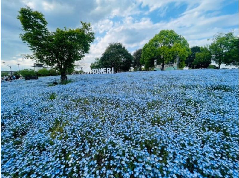 都内で楽しむ一面の青い絨毯ネモフィラ＆文京つつじ祭り＆花寺・西新井大師参拝バスツアー　～浅草老舗・十和田のご昼食付【029029‐1164】の紹介画像