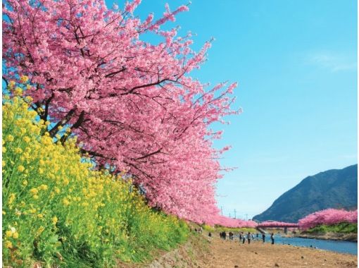 JR特急踊り子号と新幹線こだま号利用で行く河津桜まつりとつばき咲く絶景の小室山バスツアー【029029‐989】の画像